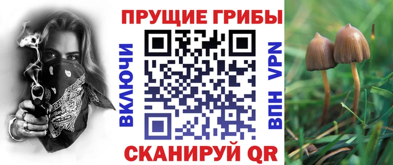 сайты даркнета как зайти  где найти   Борзя  Псилоцибиновые грибы Psilocybe 
